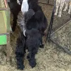 ذبايح الرس