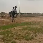 حصان شعبي
