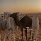 قعدان 5