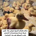 صيصان بط بكين