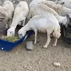 ضان للبيع