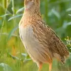 مريعي العدد 27