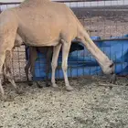 البيع ناقه خلفه هديه ومجموعه تحتها قعود ناقت حليب