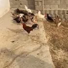 دجاج بلدي العدد 18 ع السوم
