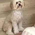 كلب للتبني البيع سمممح