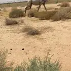 البيع ناقه