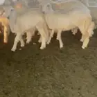 طليان