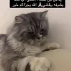 قط مفقود