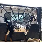 جفره بيشيه فاخره