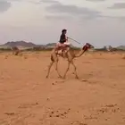 للبيع ركبي او قليصه طبعه شرط