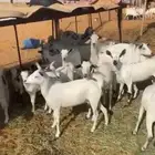 معزا