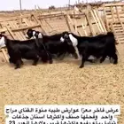 معزاء عوارض