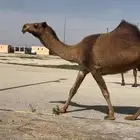 عشراء صفراء تحتها قعود ( تم البيع )