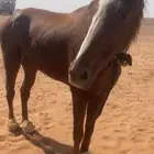 حصان انجليزي للبيع