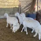 رخل دفيع صنف من حلال شهران الصايل فواخر شكله قليل