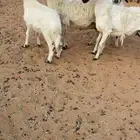 ضان