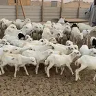 غنم رفيد موليد