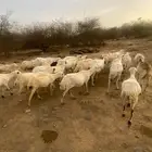 ضان كلها دفيع