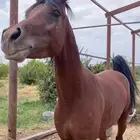 حصان