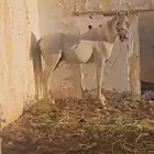 حصان شعبي