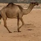 لقحه بكر صفراء اللي ببطنها ثانيها