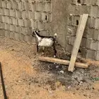 تيس مندي