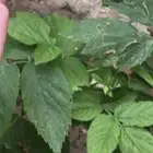 للبيع شتلات توت