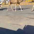 للبيع الخفوت