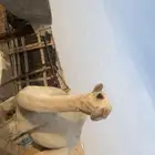 قعود مشروع فحل القناي الله يرزقه طيب وأطيب من التصوير