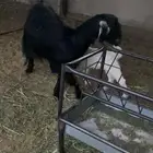 عنز عليه 2 تيوس