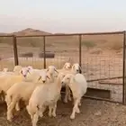 ذبايح طليان و رخال خرفان متوفر تابي