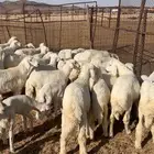 غنم حريات مراح كامل 154 تحتها 52