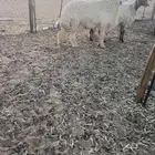 خروف حري مشروط