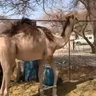 قعود حق مشروع فحل