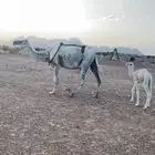خلفه كفو