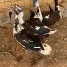 ذبح بط بلدي وتوصيل