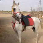 خيل