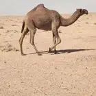 للبيع بكره شعلا رمانيه.