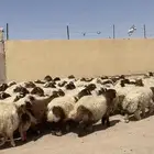 مشالله ذبايح طيبه