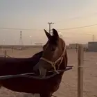 فرس شعبي