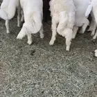 40 خروف