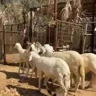 للبيع سواكن عدد 5 نظيفة ومحصنة