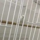 طيور روز شرط منتجه