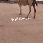 ناقه شقحاء عونيه ملاقي