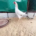 شامو ياباني