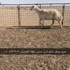 نعجه حريه صنف دافع وطلي رباع مشروط التواصل