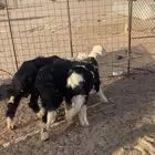 3 خرفان نجد 2 توم صنف مشاريع فحول واحد ذبيحه تم البيع