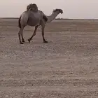 بعير منتج رماني