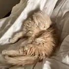 قطط