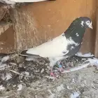للبيع جوز تيدي بيور